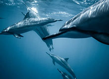 电竞世界杯-体育投注：用热情点亮观赛的新维度